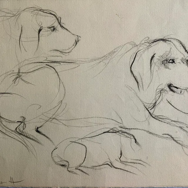 Apuntes de perrito Viejo I