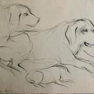 Apuntes de perrito Viejo I