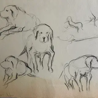 Apuntes de perrito viejo